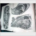 Атлас М.І. Пирогова "Топографічна анатомія розпилів, проведених у трьох напрямках через заморожене тіло людини" (1852-1858рр.)